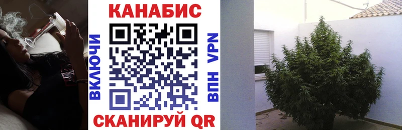 omg как войти  Приозерск  Канабис индика  наркота 